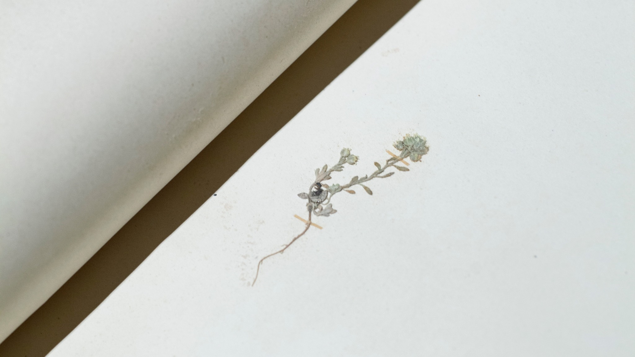 Artwork presenting a dried leaf