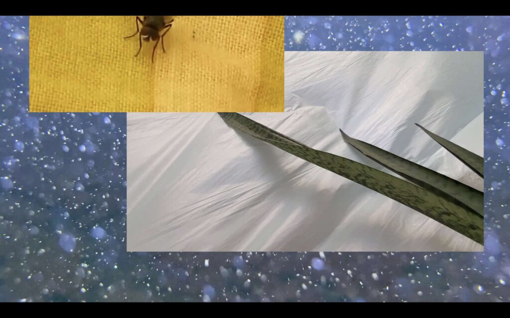 Video karesinde, ön planda bir sinek ve bitki yaprakları gibi çeşitli nesnelerin fotoğraf montajı, arka planda ise bulanıklaştırılmış yağmur damlaları görülüyor.